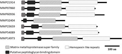 Functional Analyses of MMPs for Aragonite Crystal Formation in the Ligament of Pinctada fucata